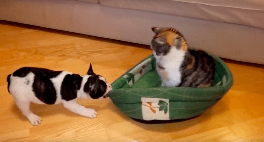 dog pulling cat in bed