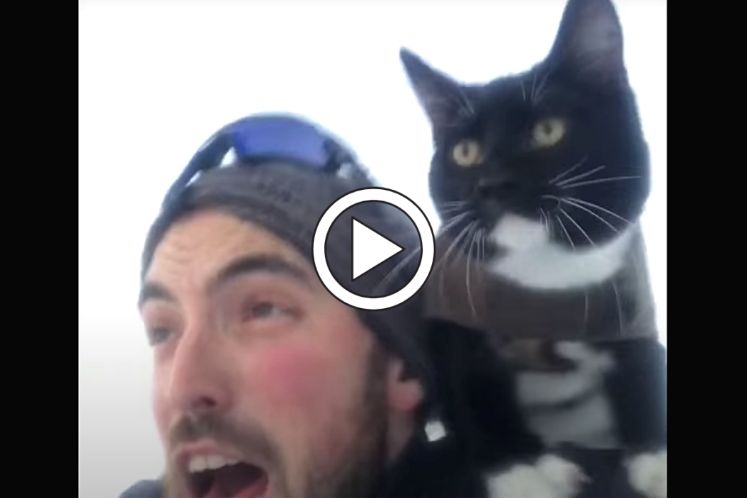 Cat sled riding on his owner's shoulders
