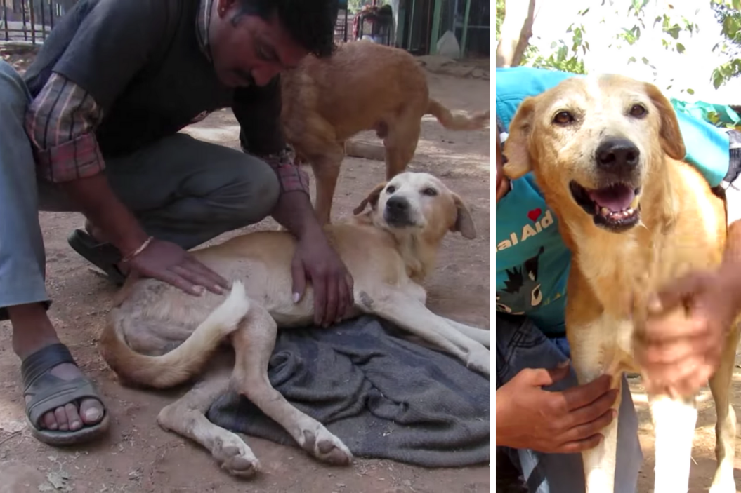 AAU saves stray dog with spinal injury.