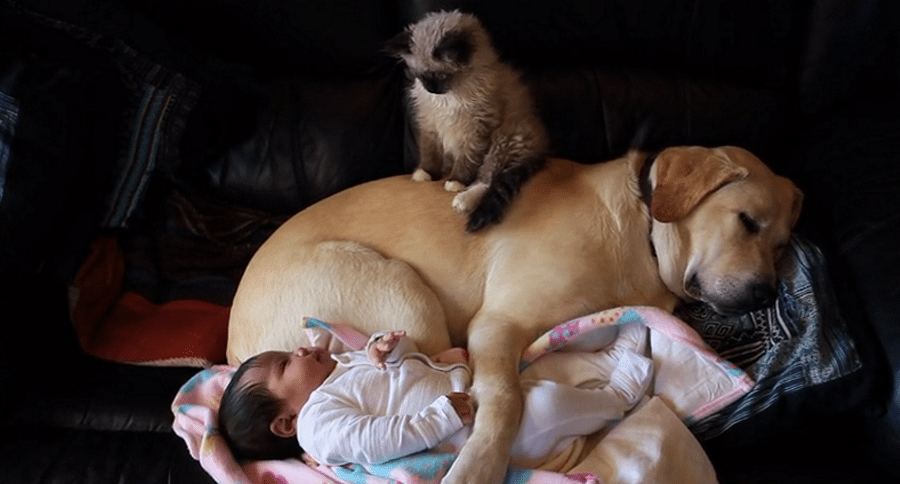 dog, kitten, and baby cuddling