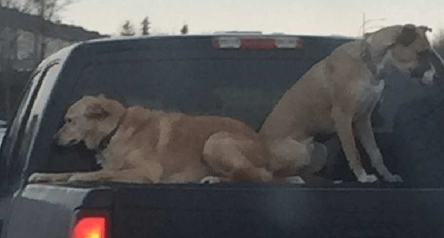 dogs in back of pickup