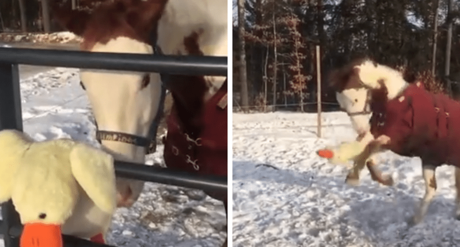 horse playing with toy duck