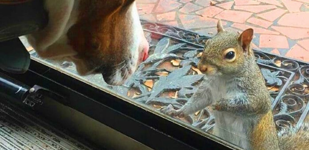 Squirrel outside door with dog
