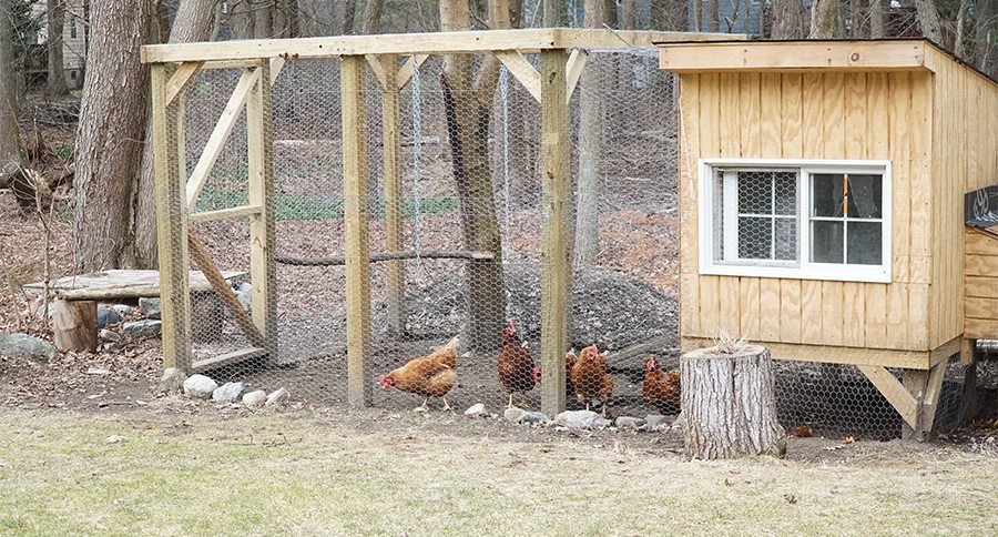 chicken coop in back yard in residential area