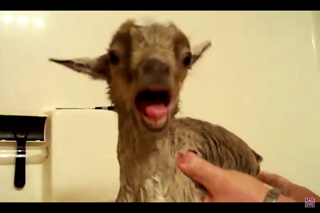 Baby Goat Bath