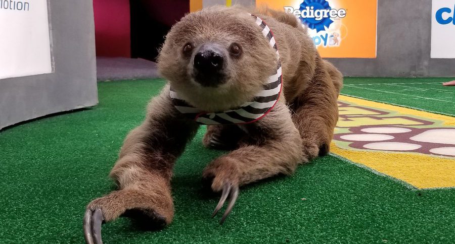 sloth referee