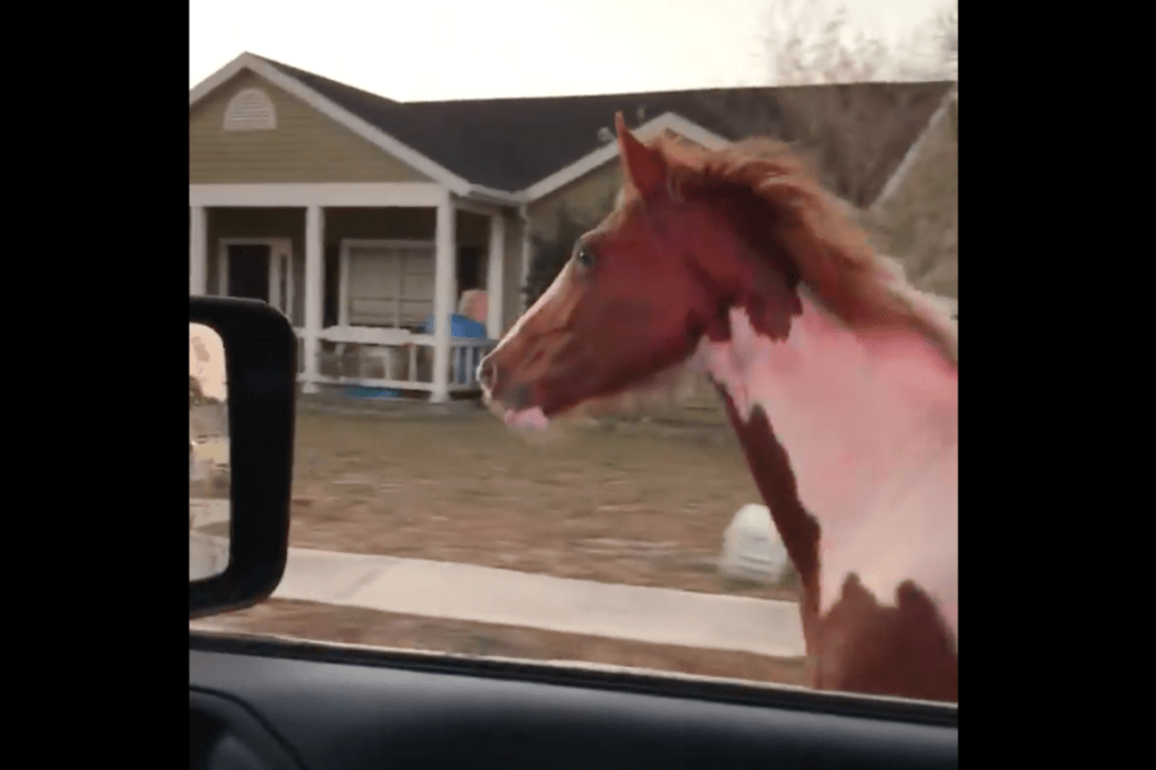 Horse Ignores Police