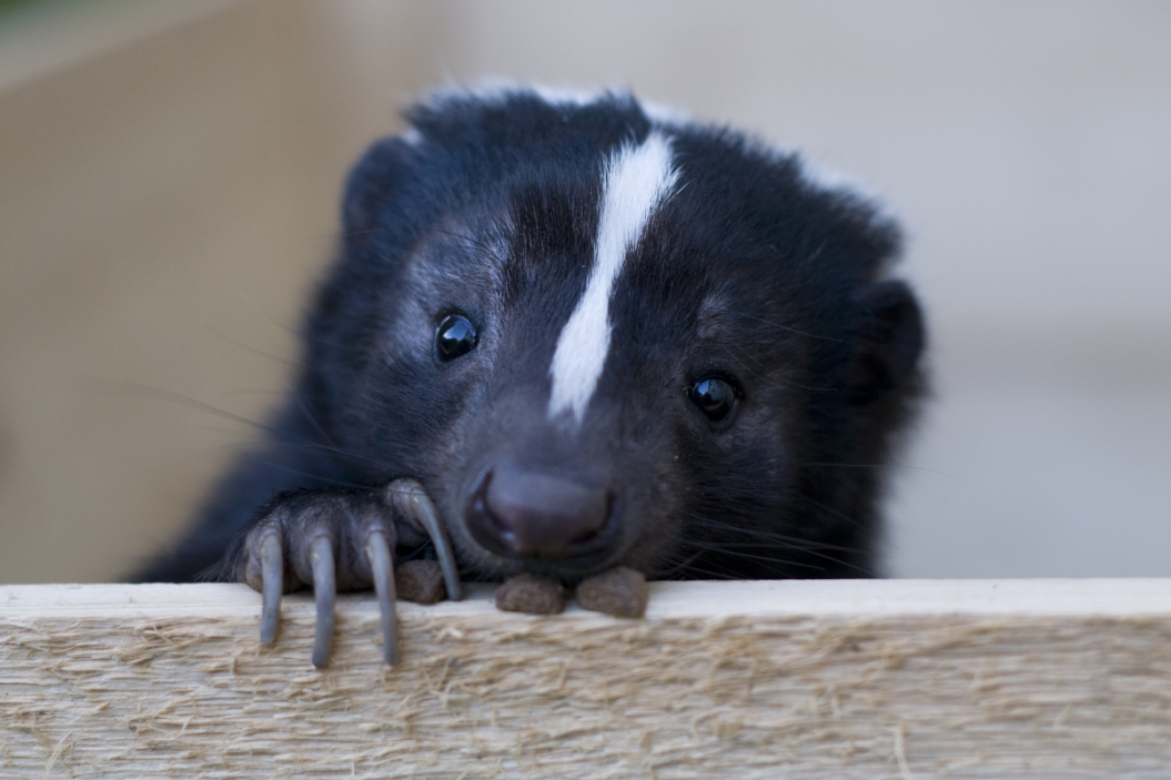 Little skunk peeks over a fence