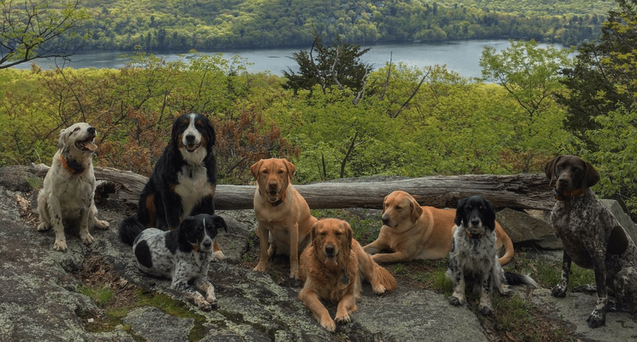 Pete the hero dog and his pack