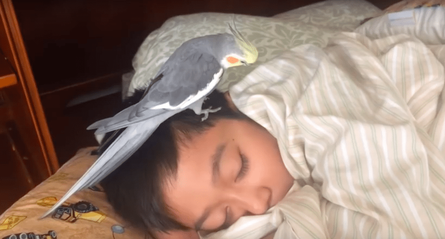 cockatiel on boy's head