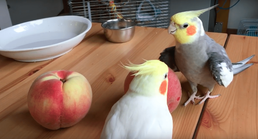 cockatiels and peaches