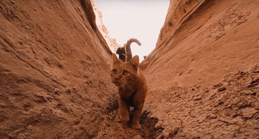 cat in canyon