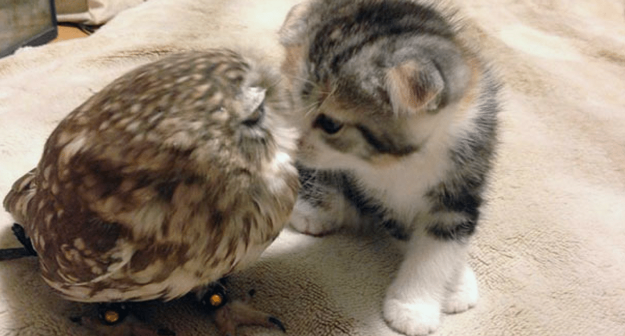 owl and kitten