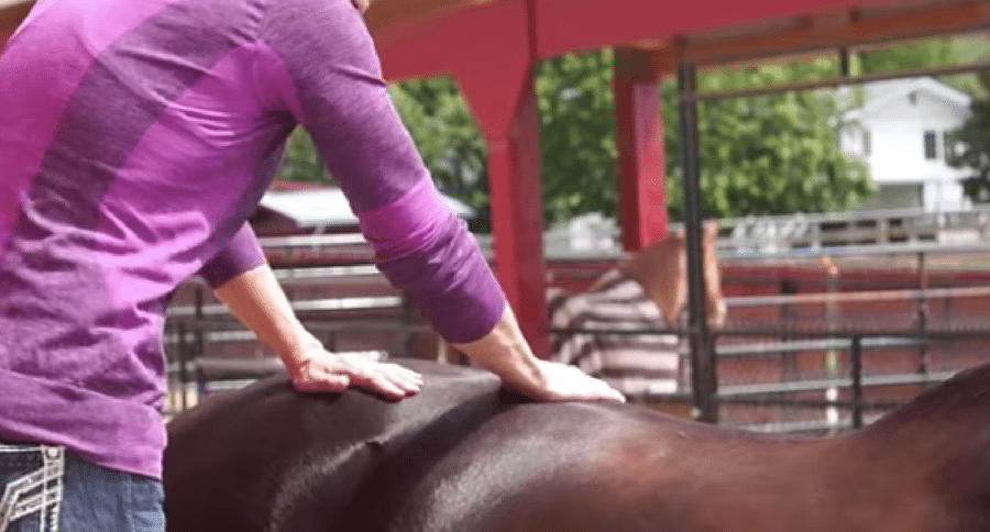 horse chiropractor
