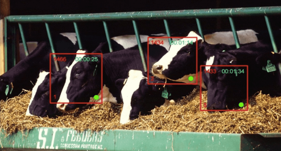 facial recognition for cows