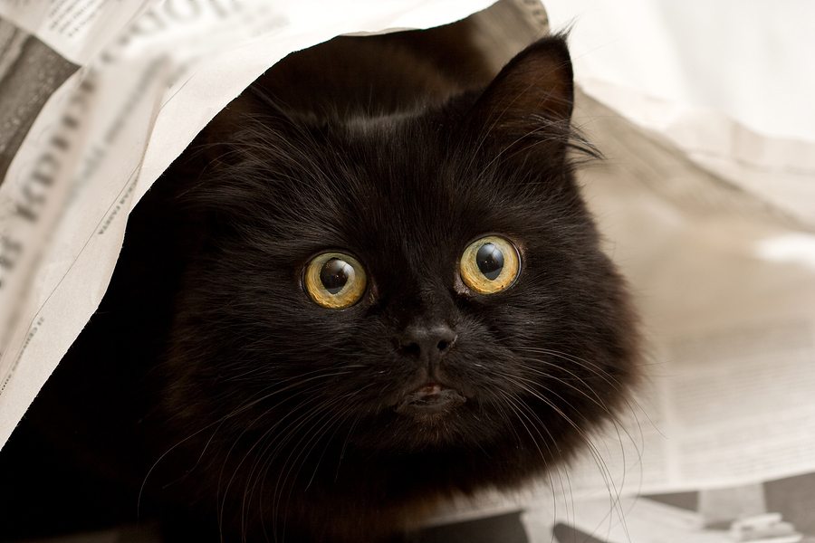 Cute Black Cat looking up Under A Newspaper