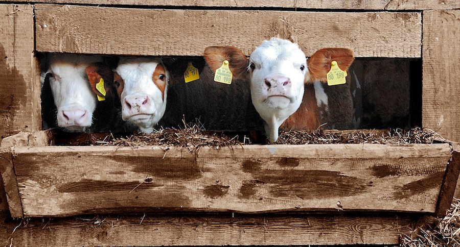 Calves peeking through fence