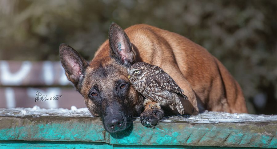 dog and owl