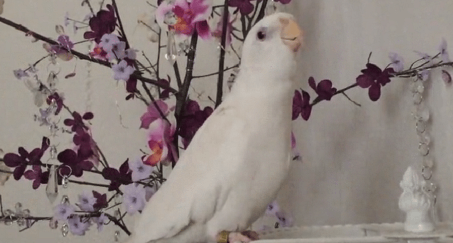 white cockatiel