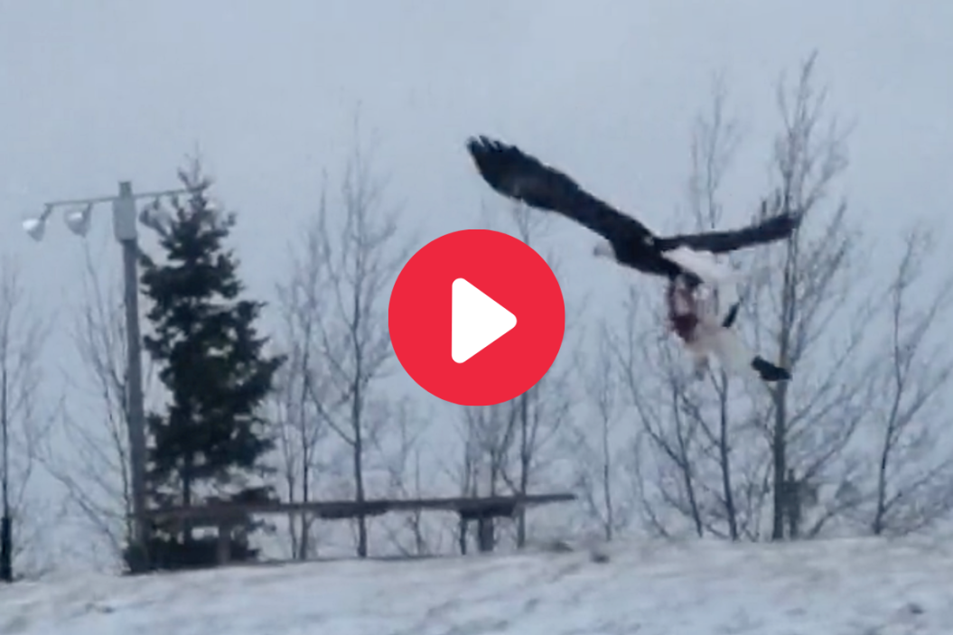 bald eagle flies away with cat