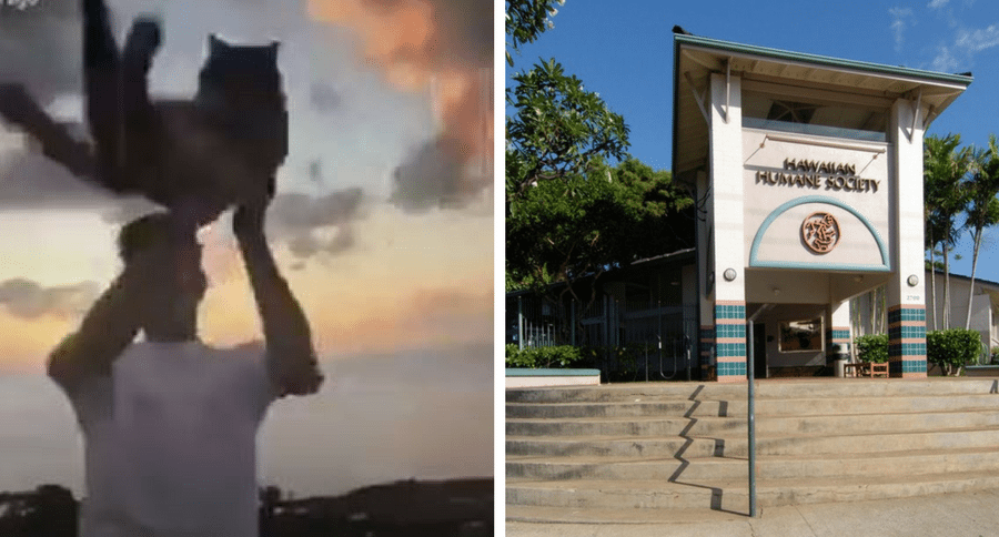 Hawaii man throws cat from balcony