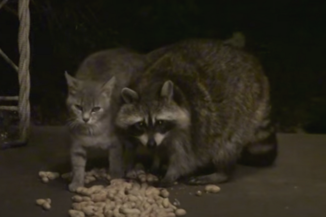Raccoon and Feral Cat