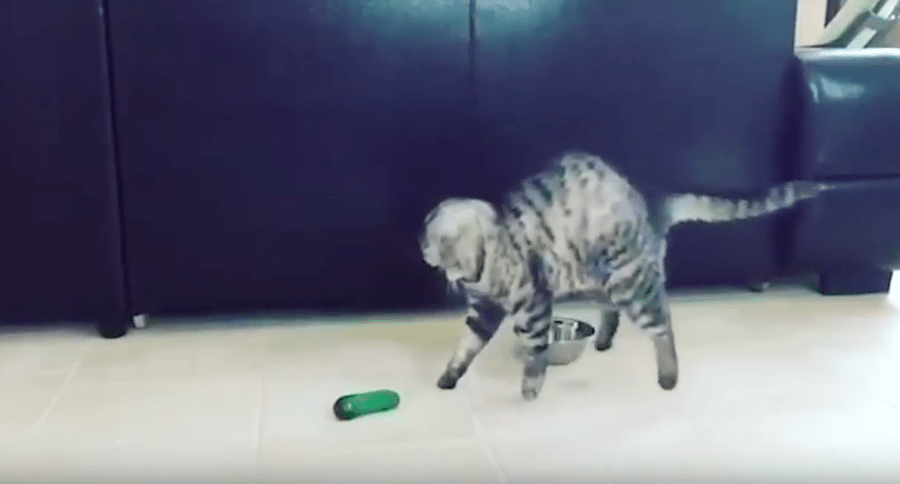 Cat And Cucumber