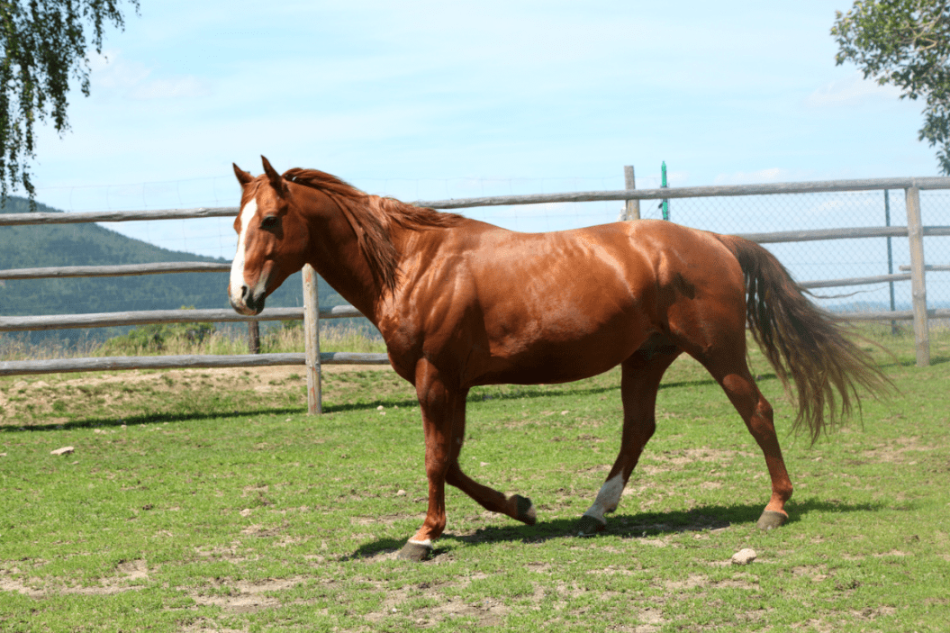 anhidrosis in horses