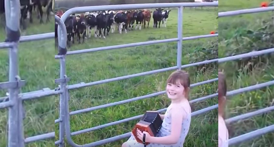 girl plays music to cows