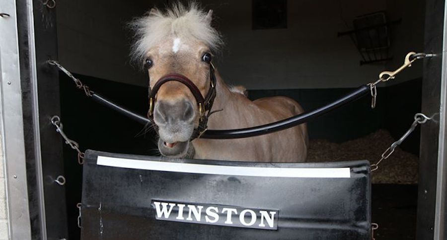 Winston the miniature horse