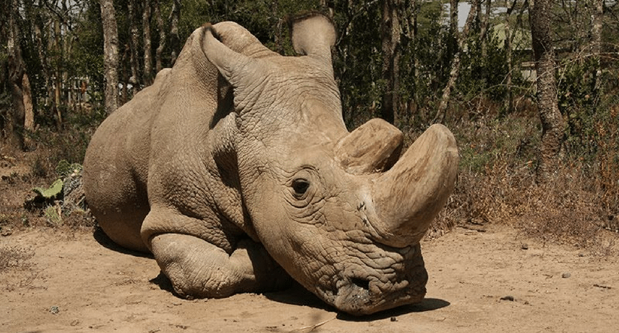 last male northern white rhino