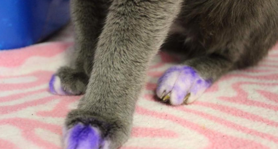 Cat's Purple Paws