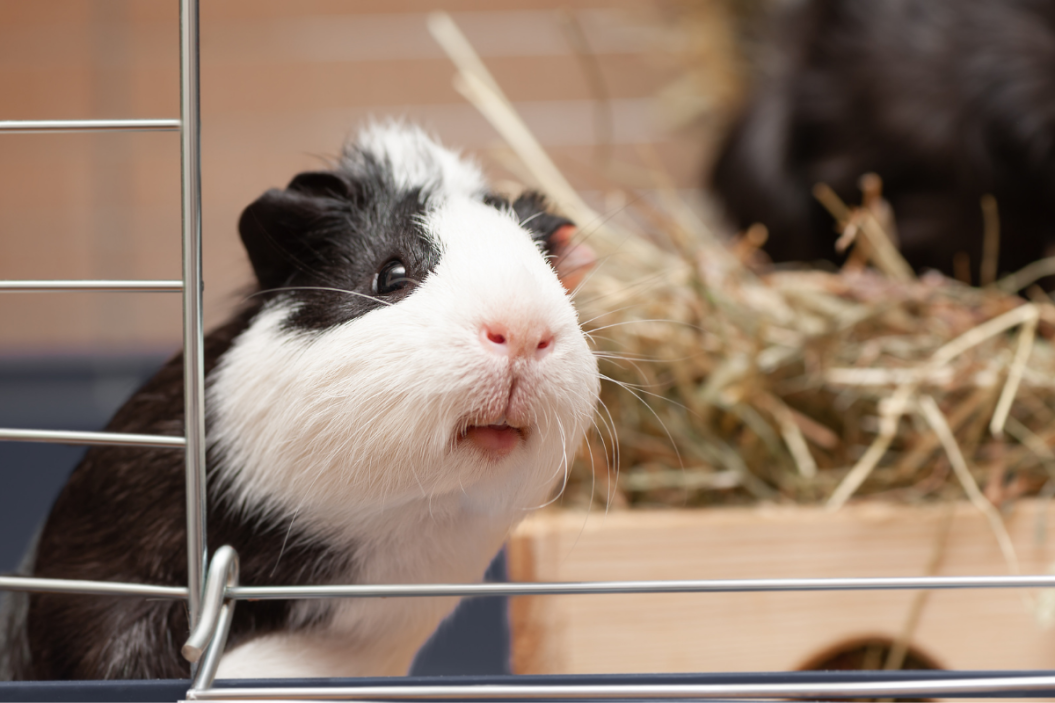 Guinea pig looks out from its cage.