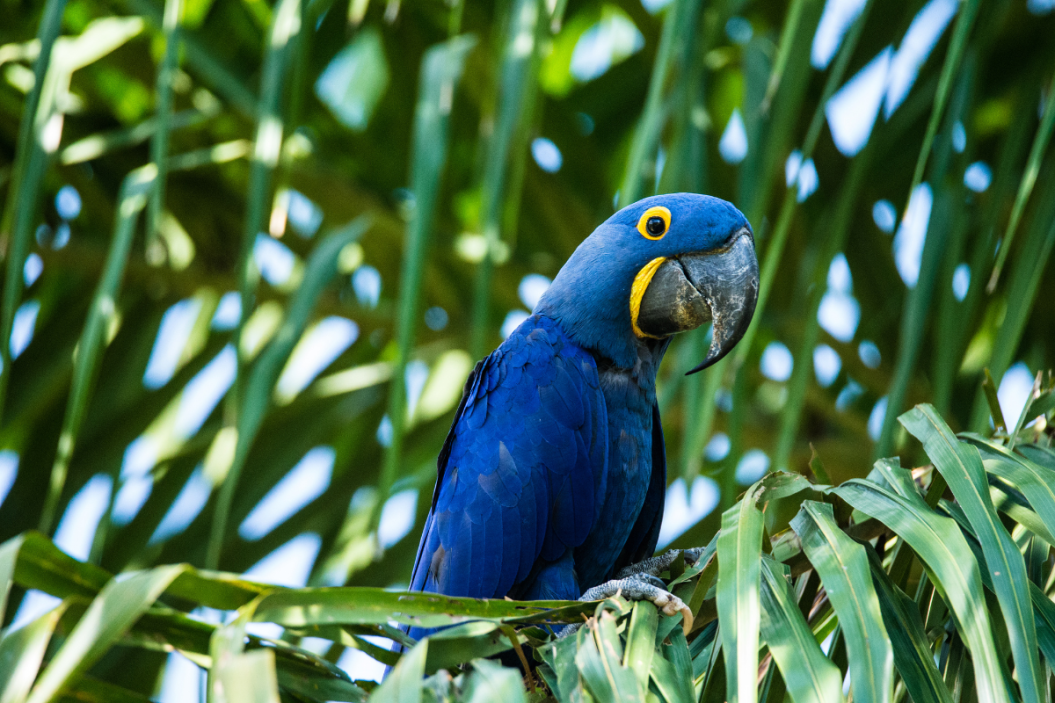 hyacinth macaw sits on branches of green tree