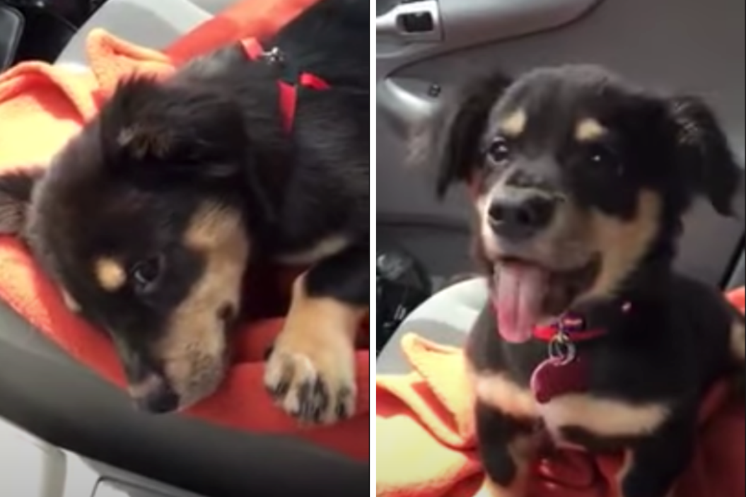 Daschshund puppy throws adorable tantrum.