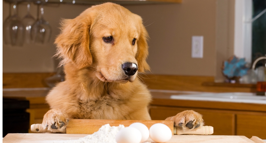 Eggs Are Safe For Dogs