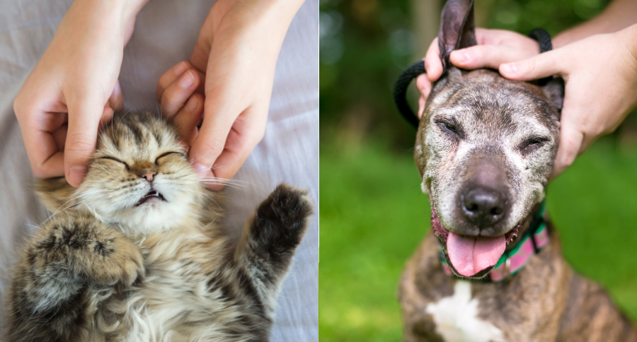Alternative Therapies For Pets