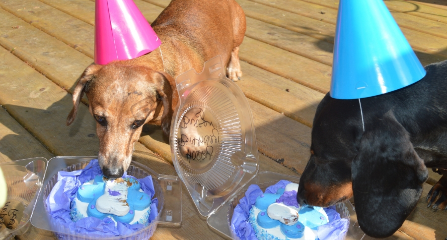 Dog Birthday Parties