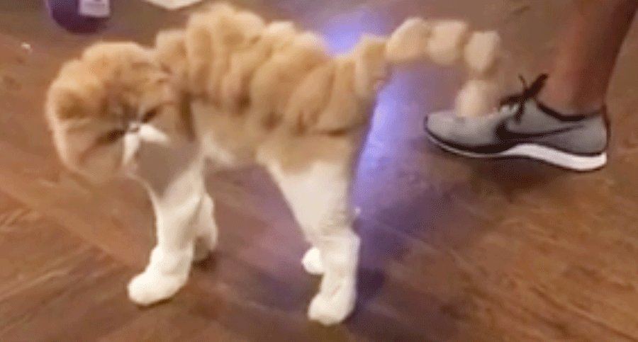 Dinosaur Cat Shave