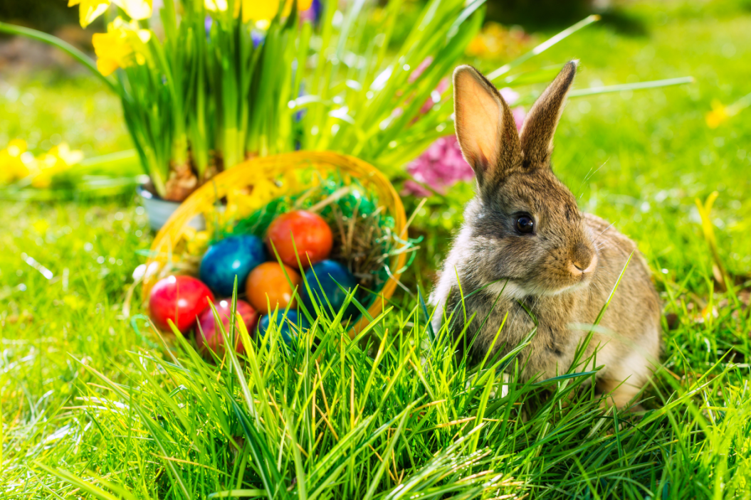 rabbit sits in grass with eggs