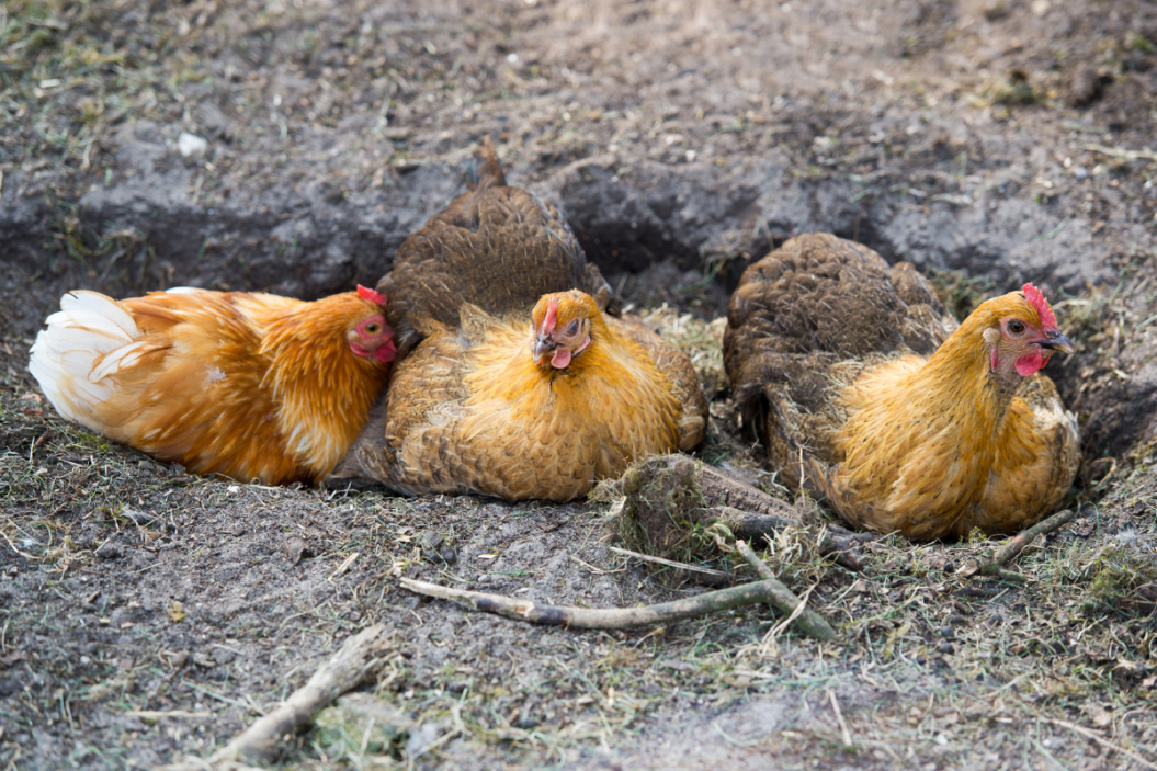 Chickens take a dust bath.