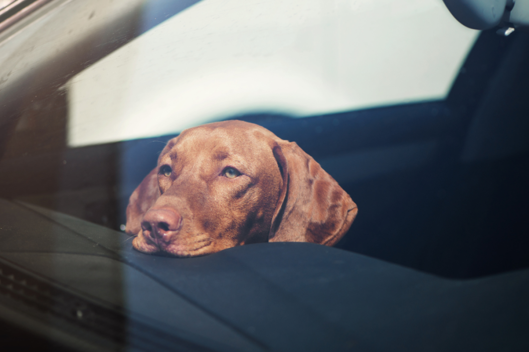 Dog relaxes in the car.