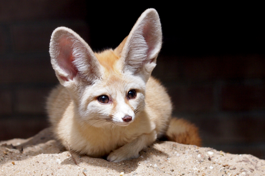 Fennec Foxes as Pets