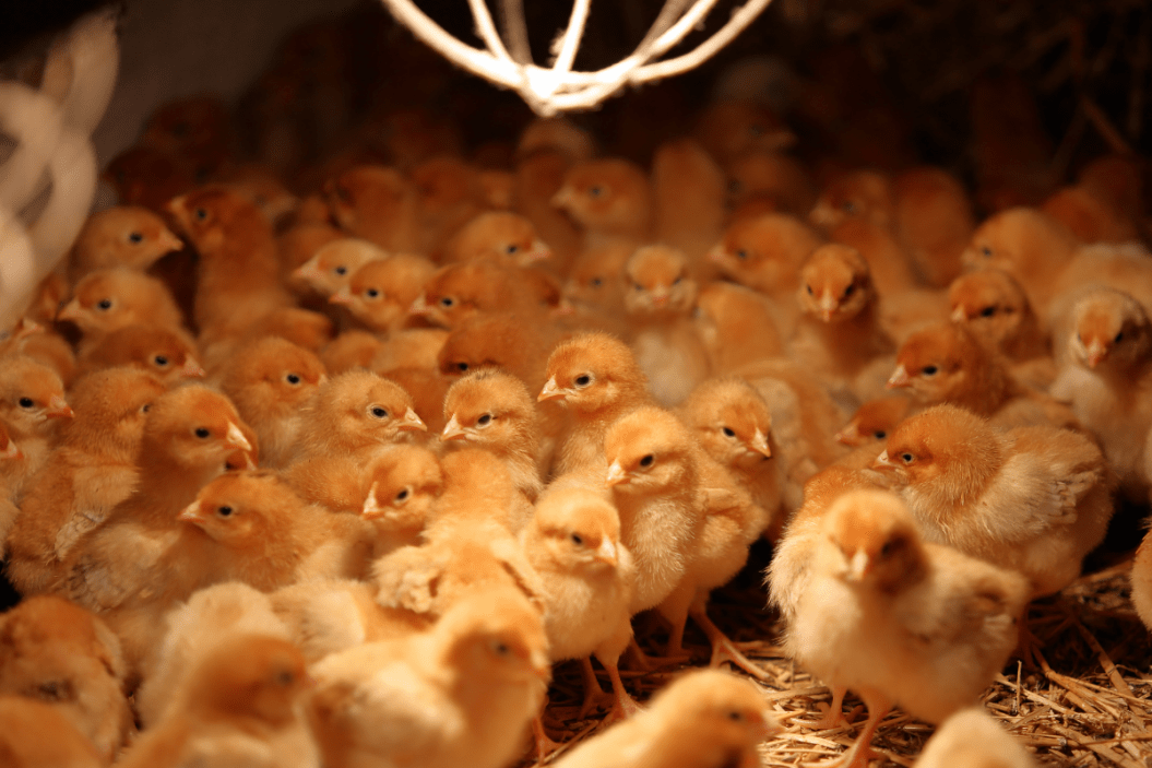 Baby chicks mill around under heat lamp.