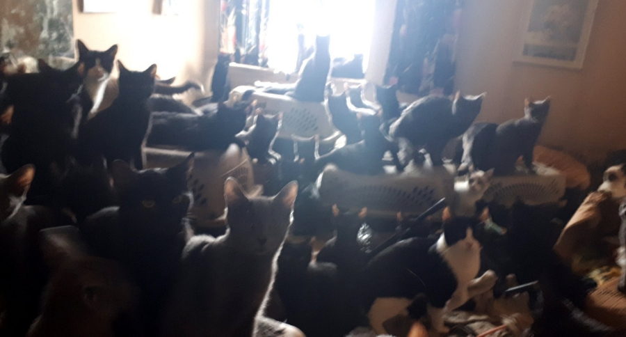 300 cats