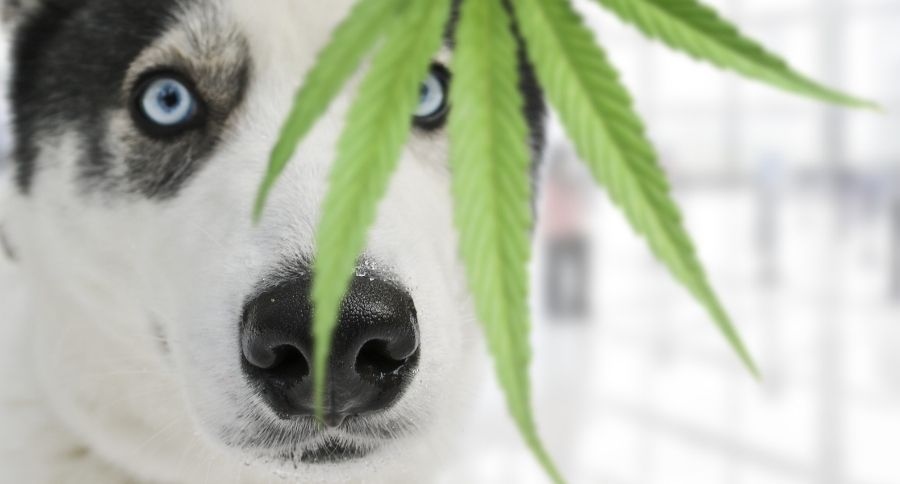 Dogs And Pot