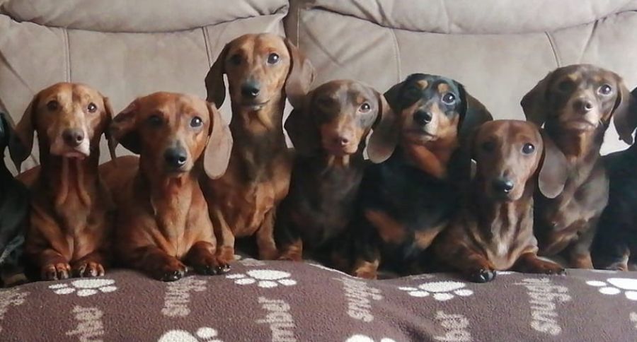 Doxies Lined Up