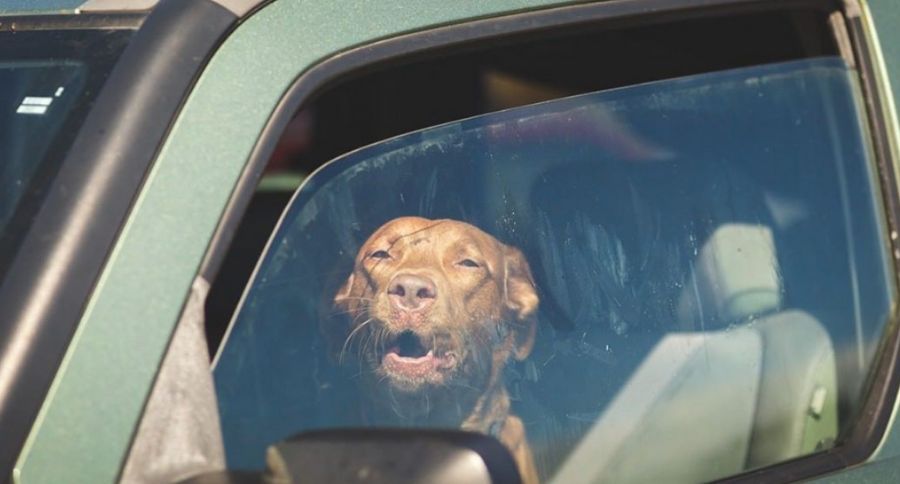 Dogs In Hot Cars