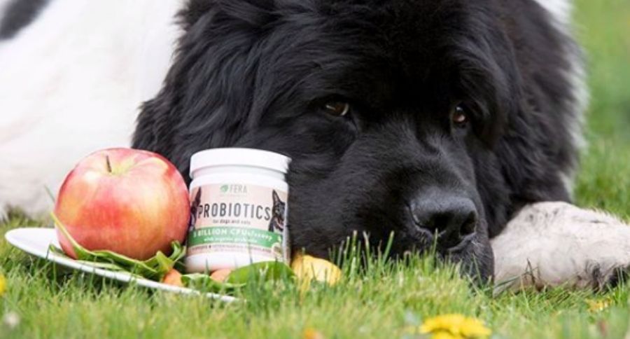 dog probiotic