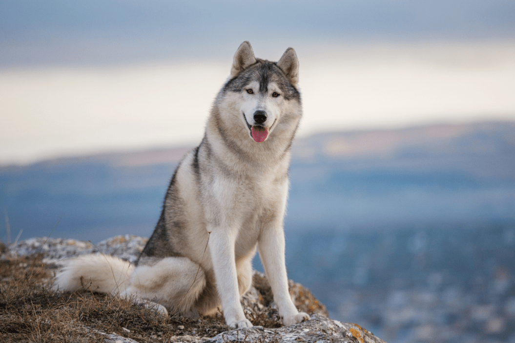 Siberian husky sits atop a hill.